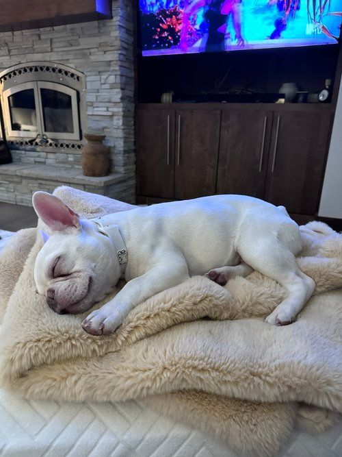 image of archie the french bulldog puppy