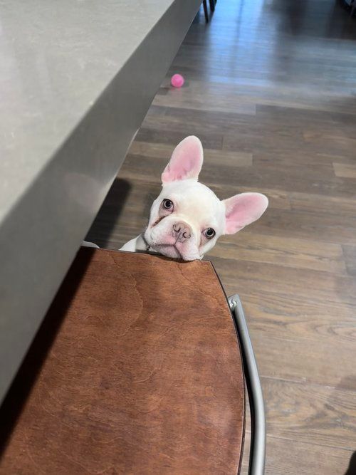 Click to read blog post about archie the french bulldog puppy