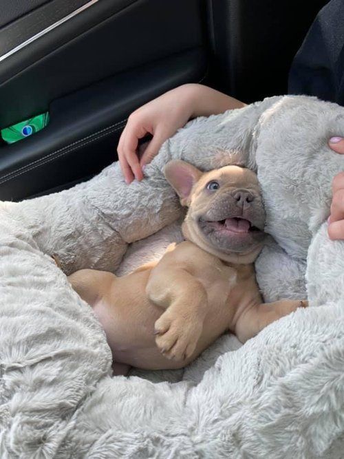 Cooper French Bulldog Puppy Adoption - Click to read blog post