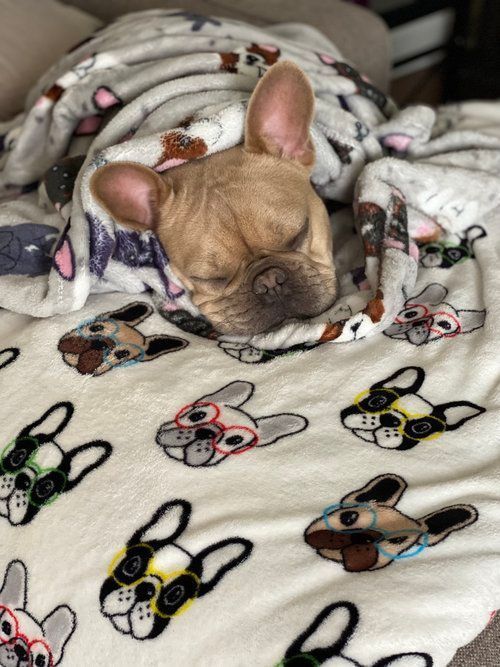 Image of Cooper the French Bulldog Puppy
