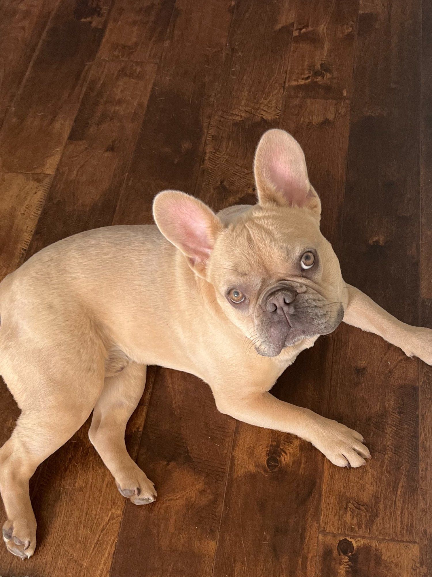 Click to read blog post about Cooper the French Bulldog Puppy