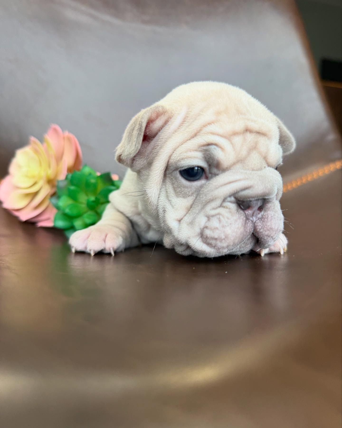Farmhouse French Bulldog Puppy Ohio