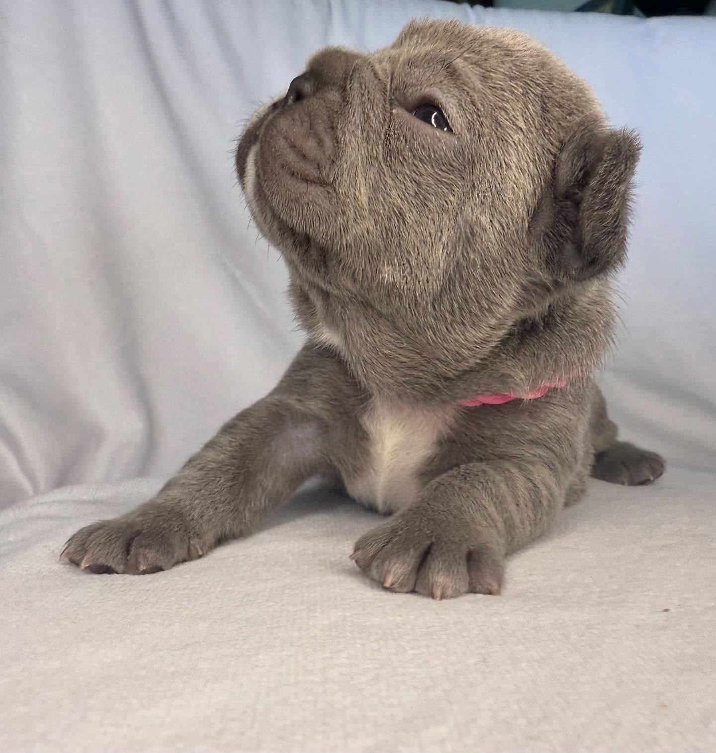 French Bulldog Puppy for sale columbus OH