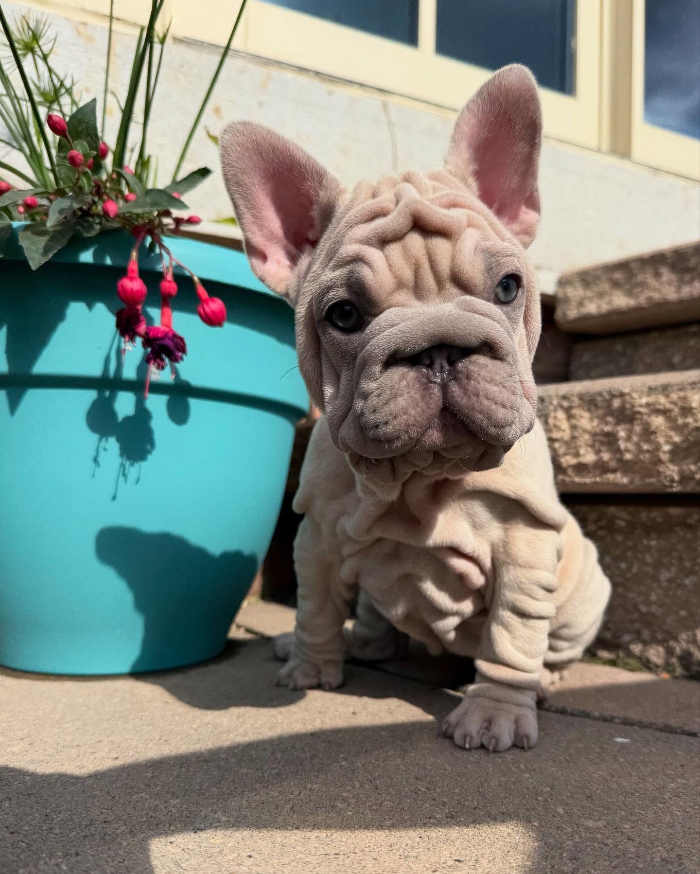 Farmhouse Frenchie Puppy Female Ohio