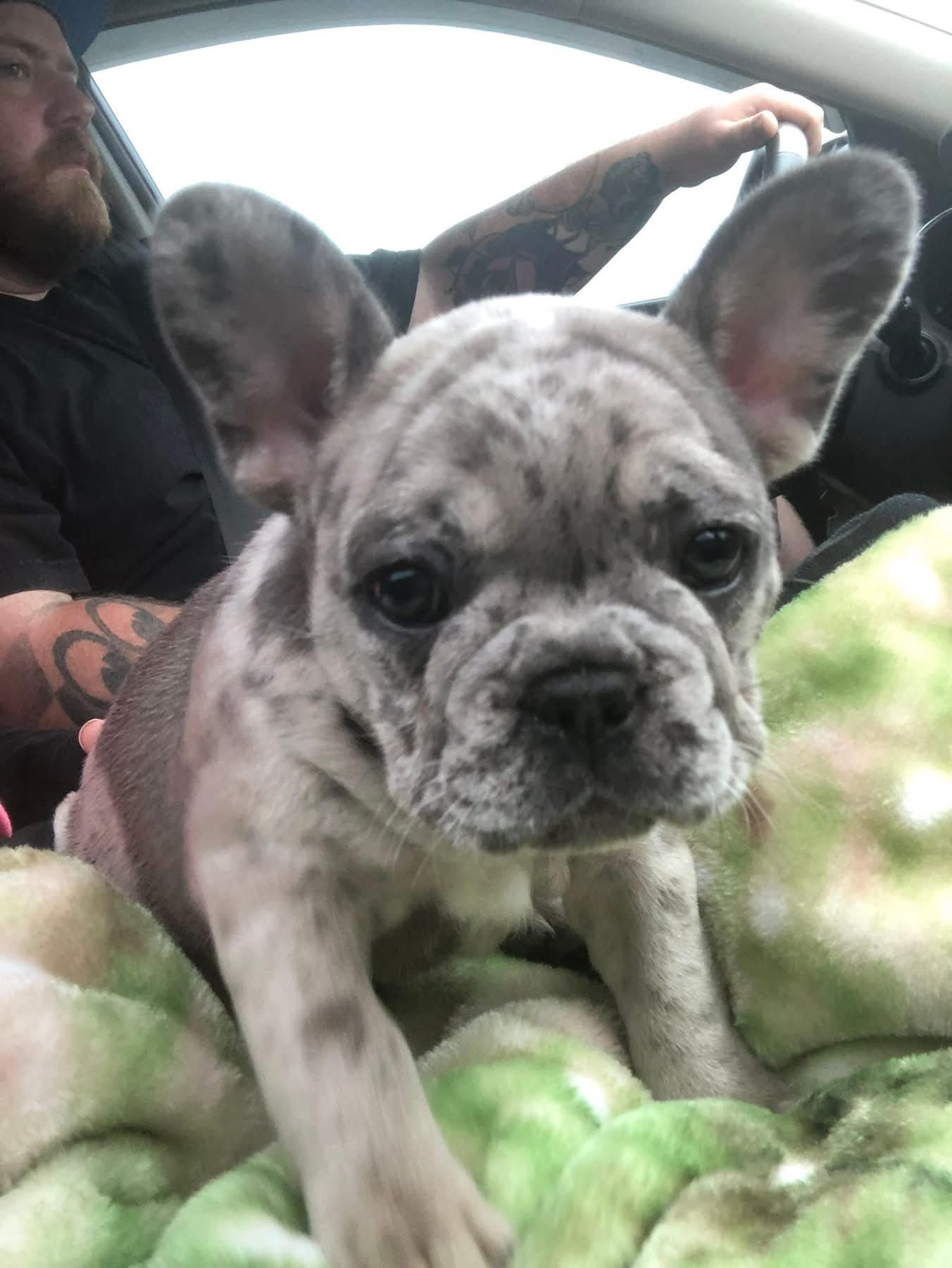 French Bulldog Puppy Merle