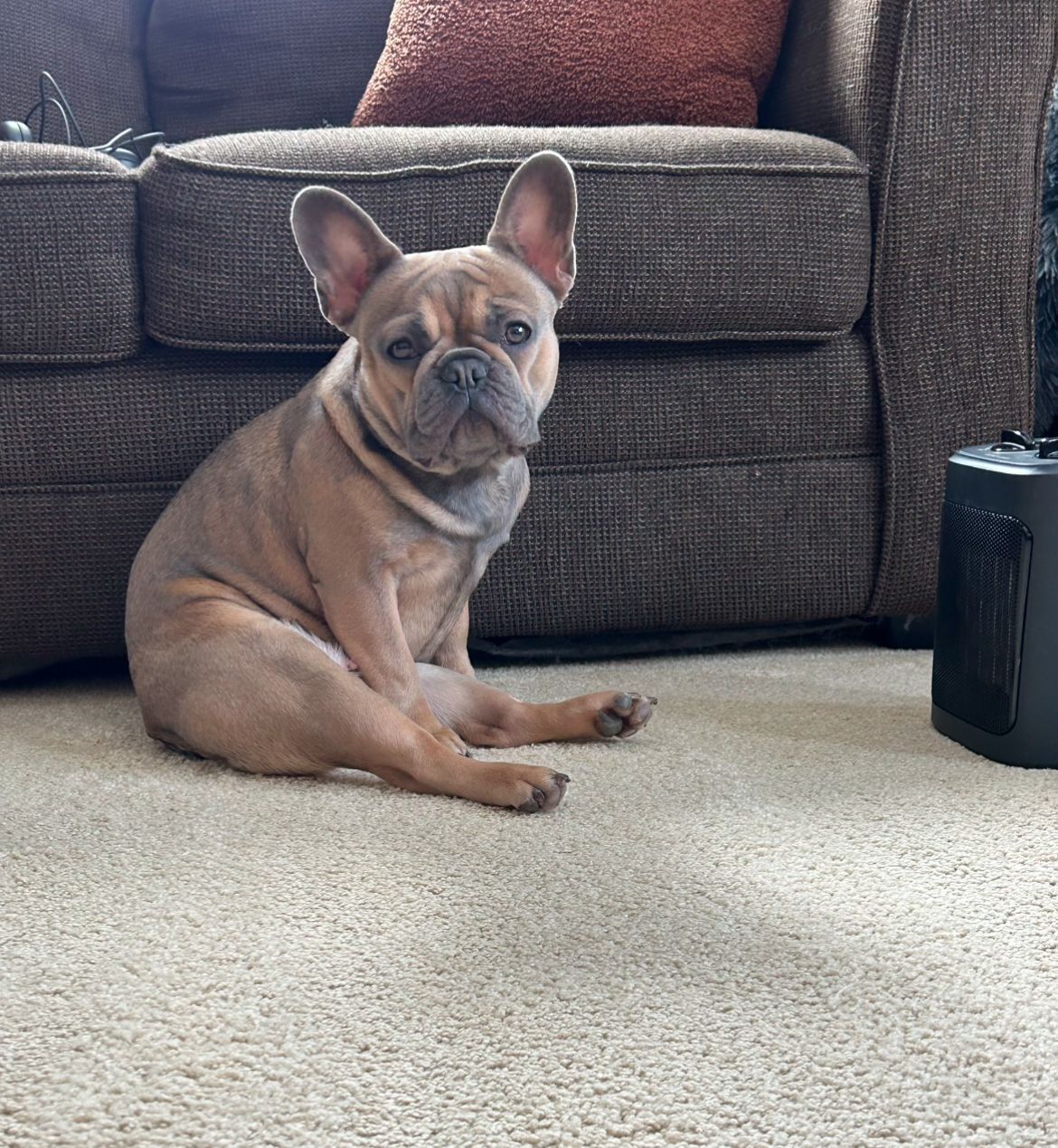 Farmhouse Frenchies White French Bulldog Stud