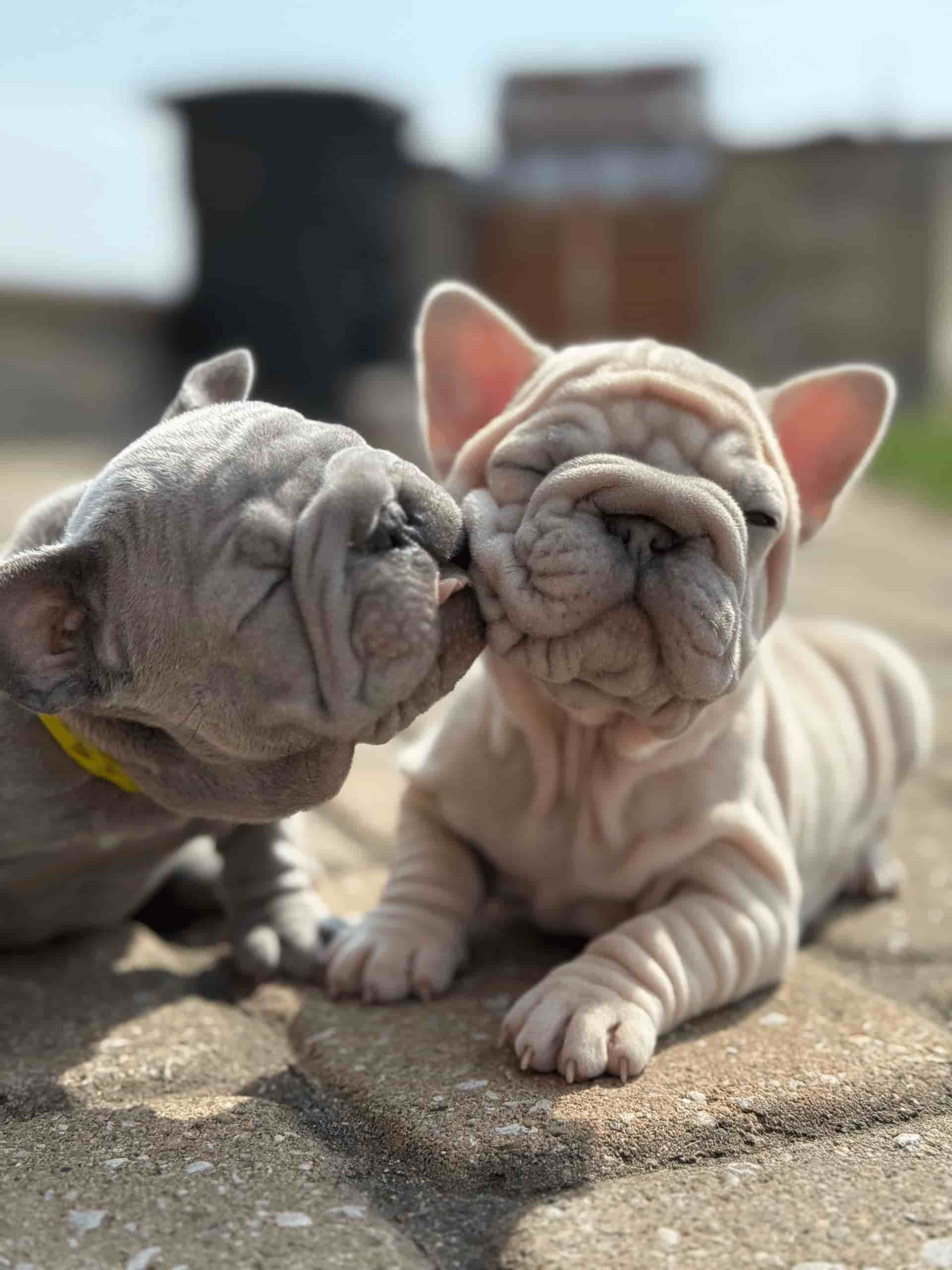 New French Bulldog Puppies at Farmhouse Frenchies – Meet the Cutest Crew in Columbus