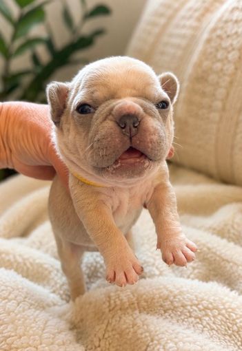 Image of Farmhouse Frenchie dad Cream Puff
