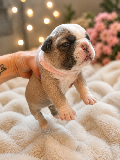 Farmhouse Frenchie Mom Luna