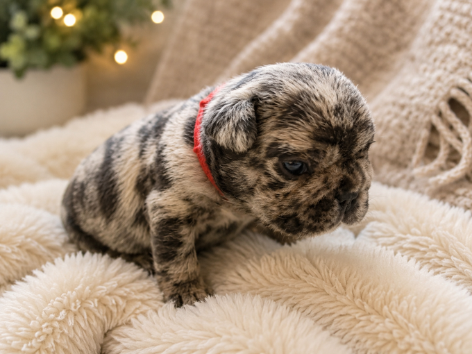 Image of Farmhouse Frenchie dad Cream Puff