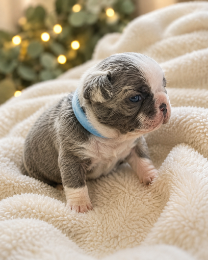 Farmhouse Frenchie image of puppy parents