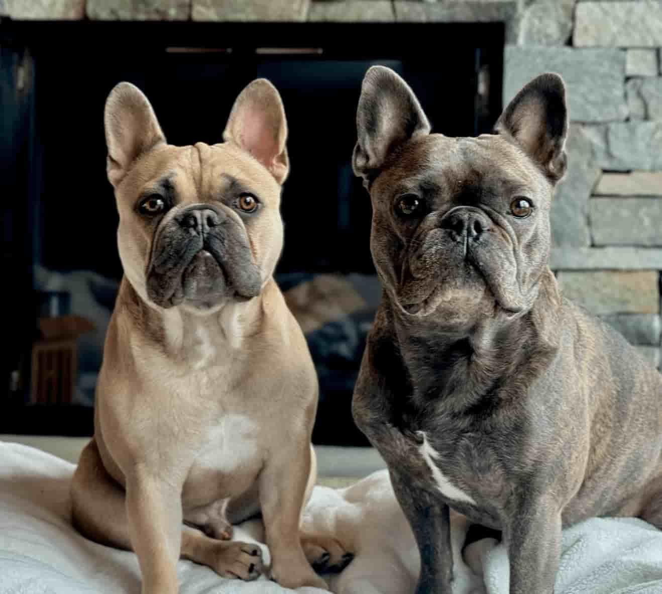 image of two adult french bulldogs