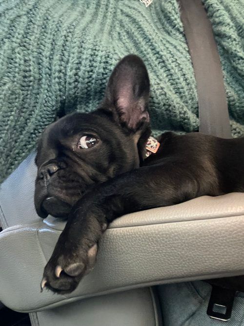 Click to read blog post about Jovie the French Bulldog Puppy