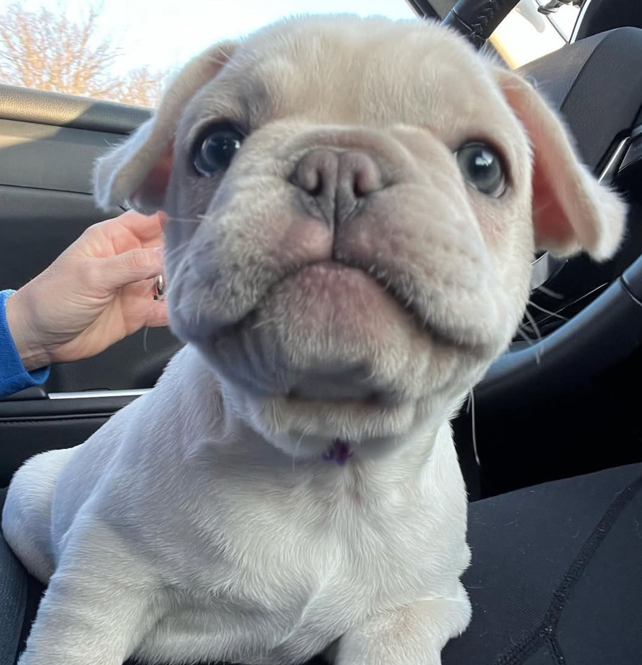 image of grey french bulldog puppies