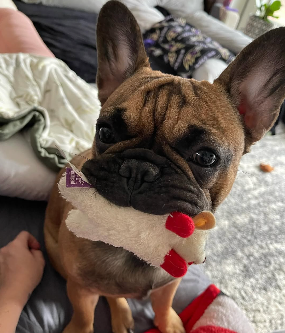 Farmhouse Frenchies Fawn Puppy