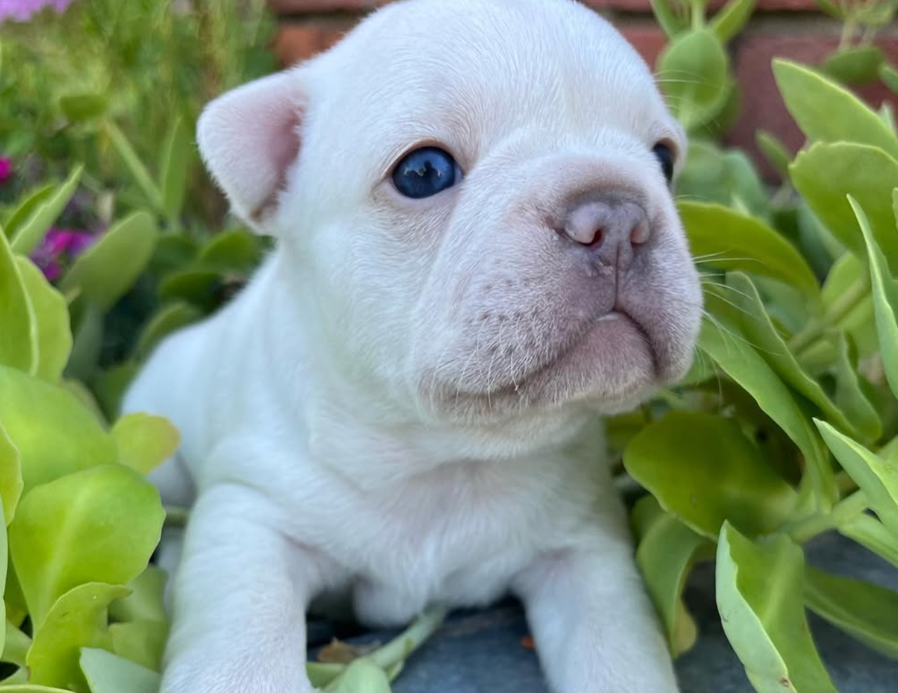 Farmhouse Frenchies White French Bulldog Puppy