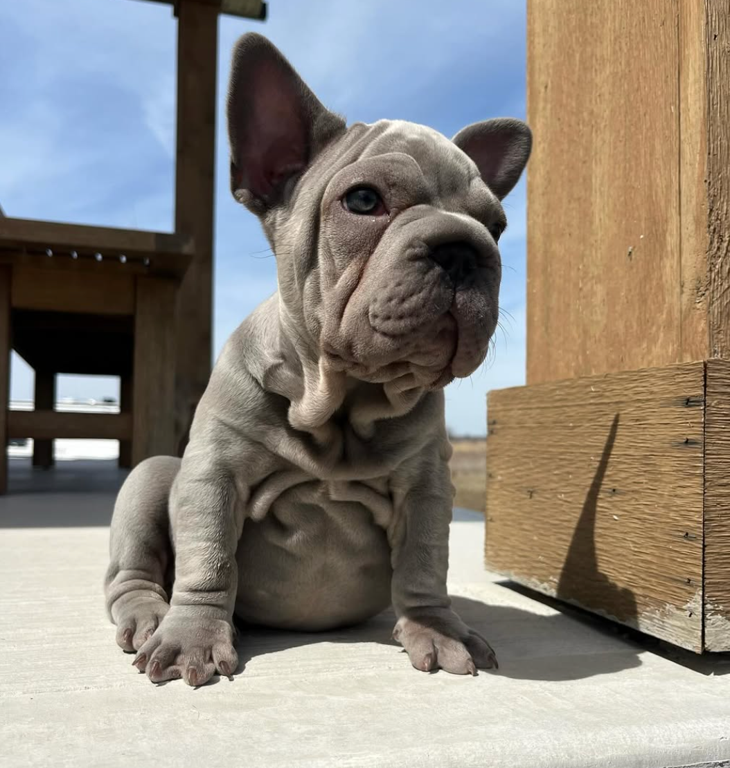 Farmhouse Frenchies Grey French Bulldog Puppy