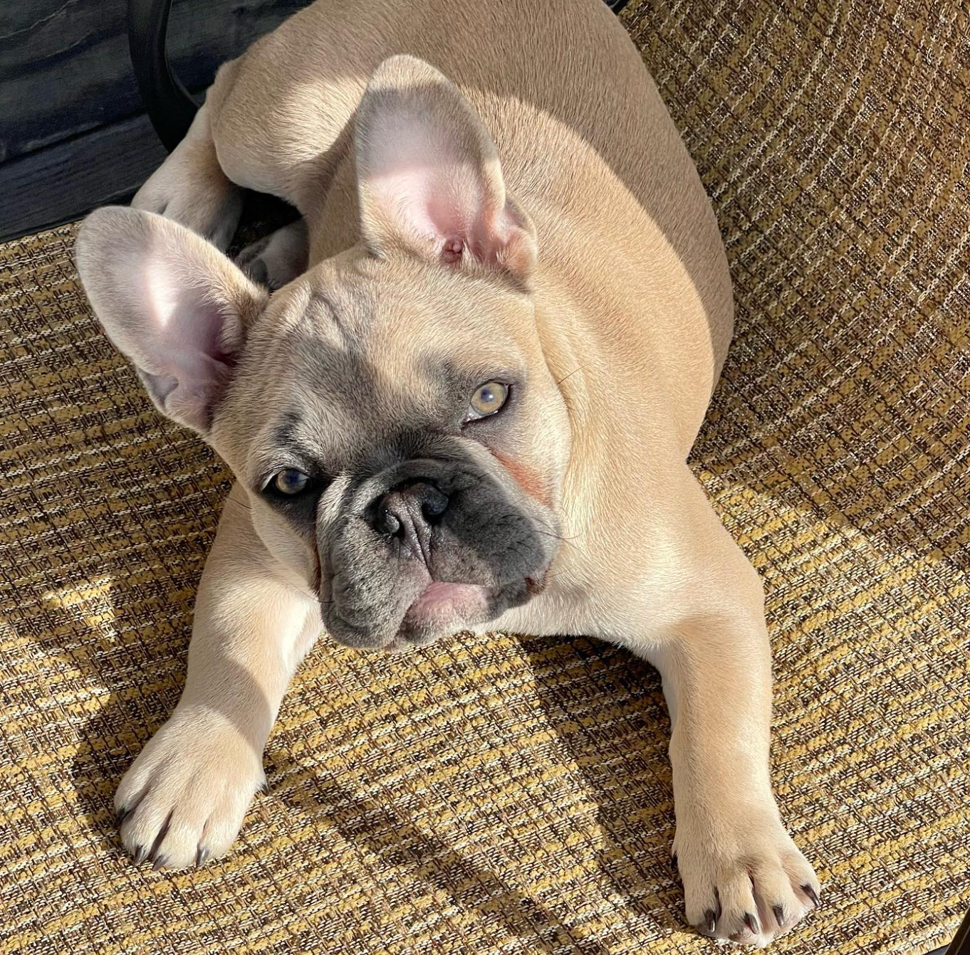 image of adult fawn french bulldog
