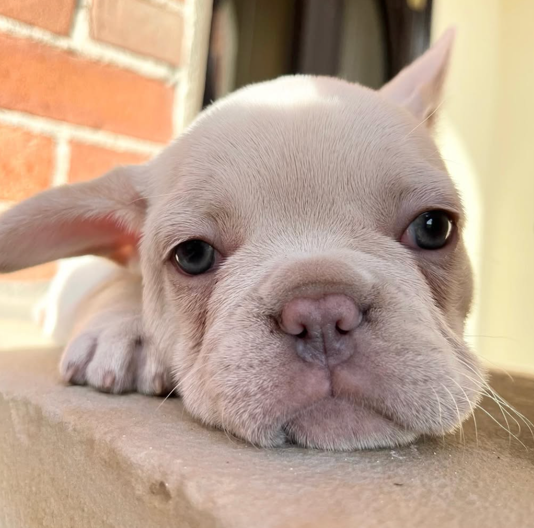 cream French Bulldog Puppy