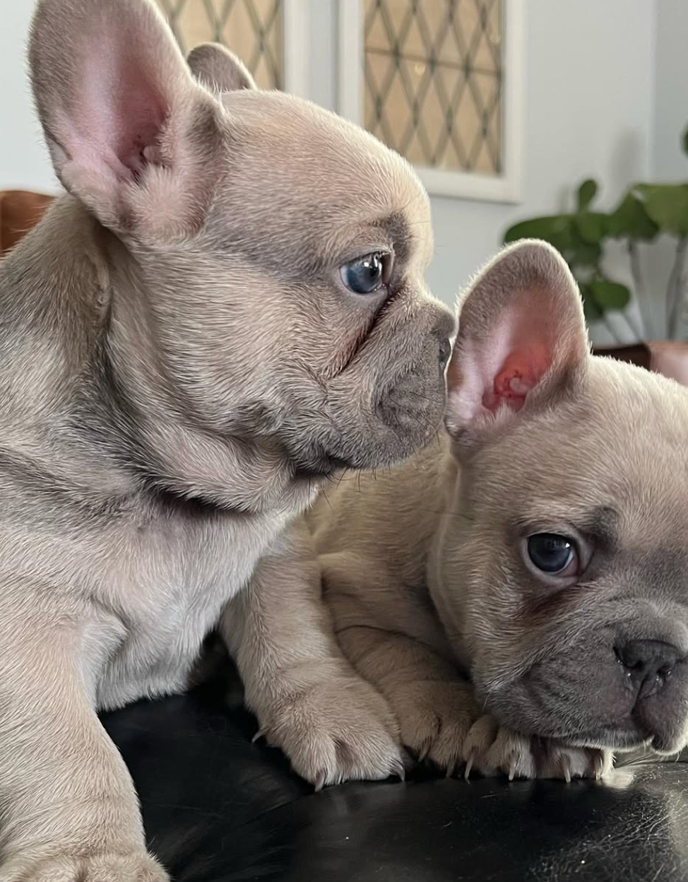 two cream French Bulldog Puppies