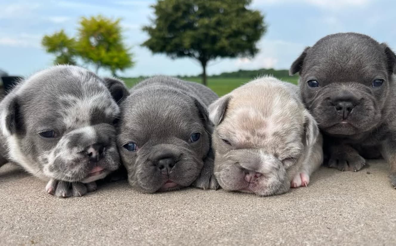 image of merle french bulldog puppy