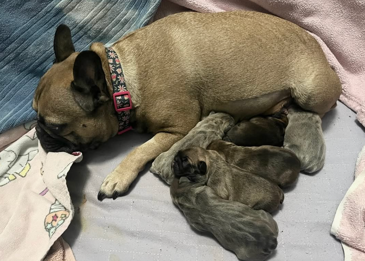 litter of assorted color french bulldog puppies