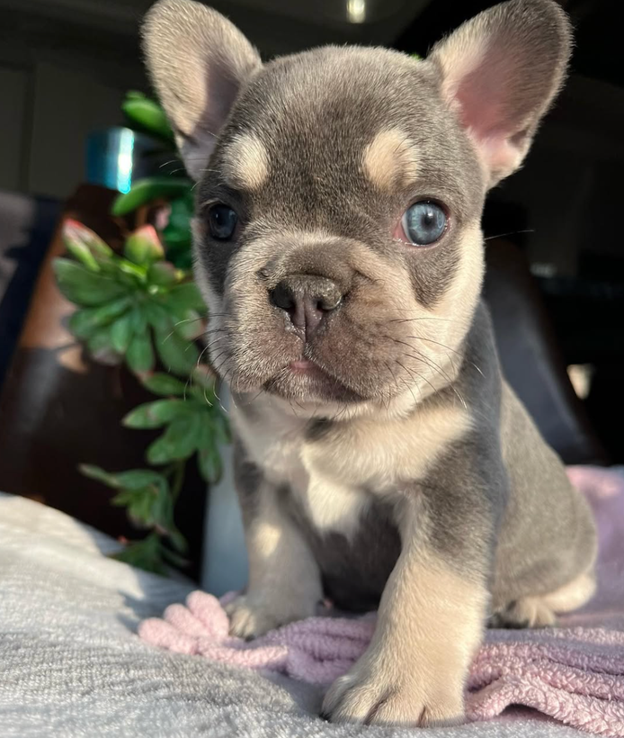 Farmhouse Frenchies French Bulldog Mom and Puppy