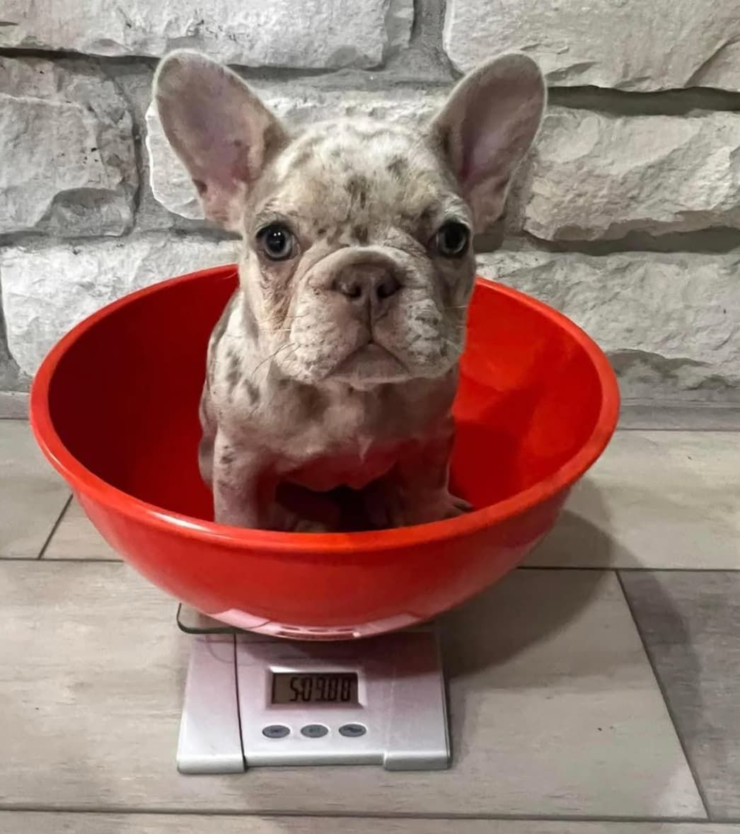Image of merle french bulldog mom