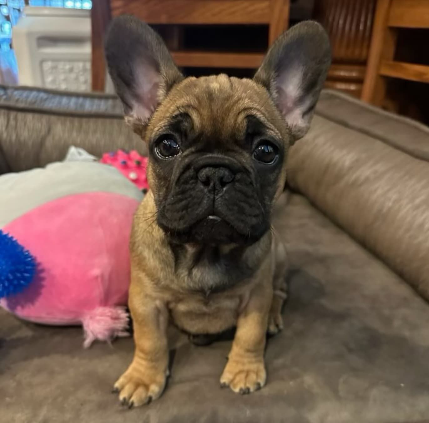 image of brindle french bulldog puppy
