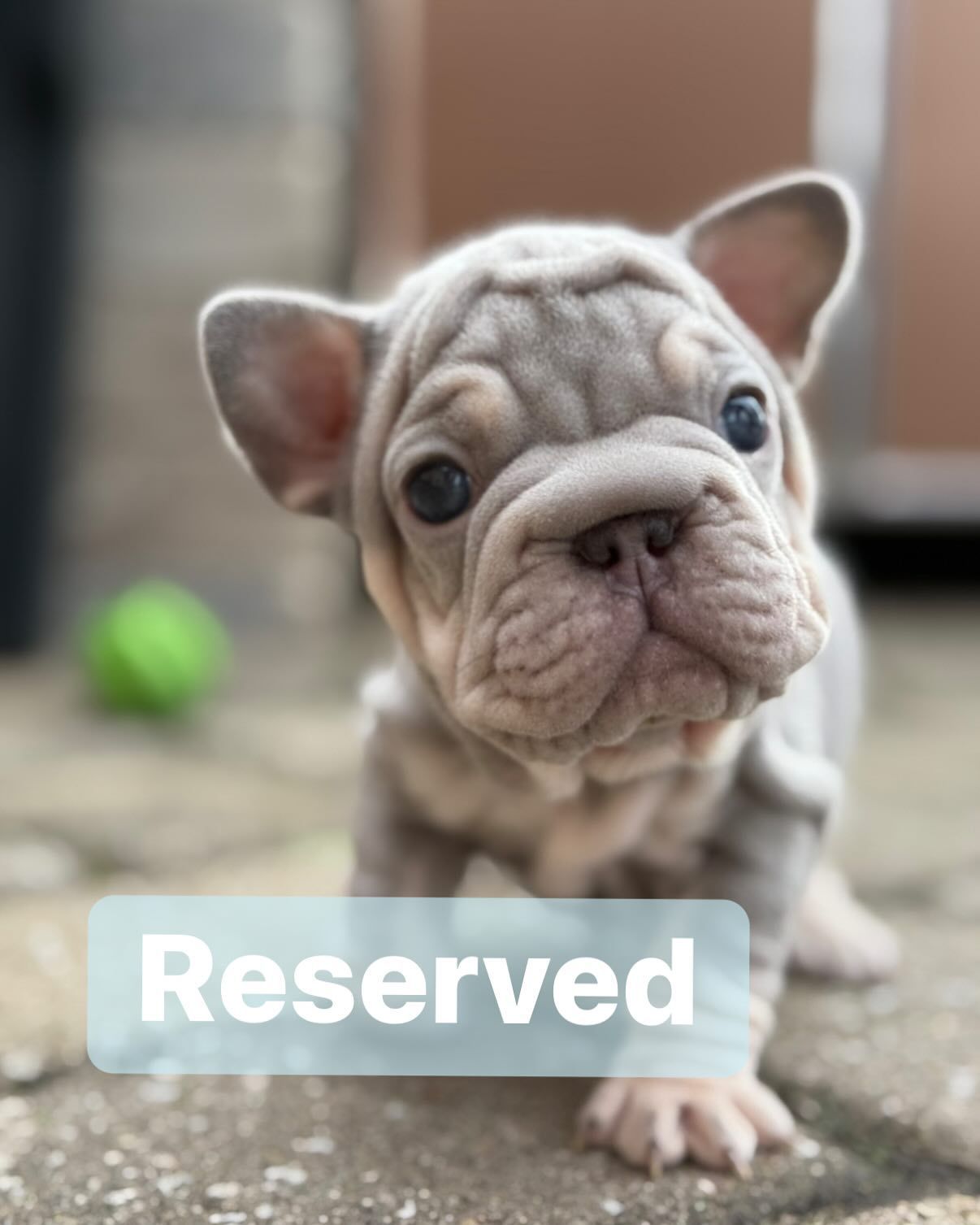 New French Bulldog Puppy 2