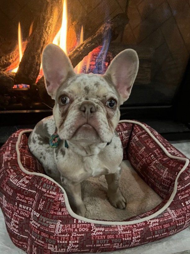 Farmhouse Frenchies Merle French Bulldog Mom