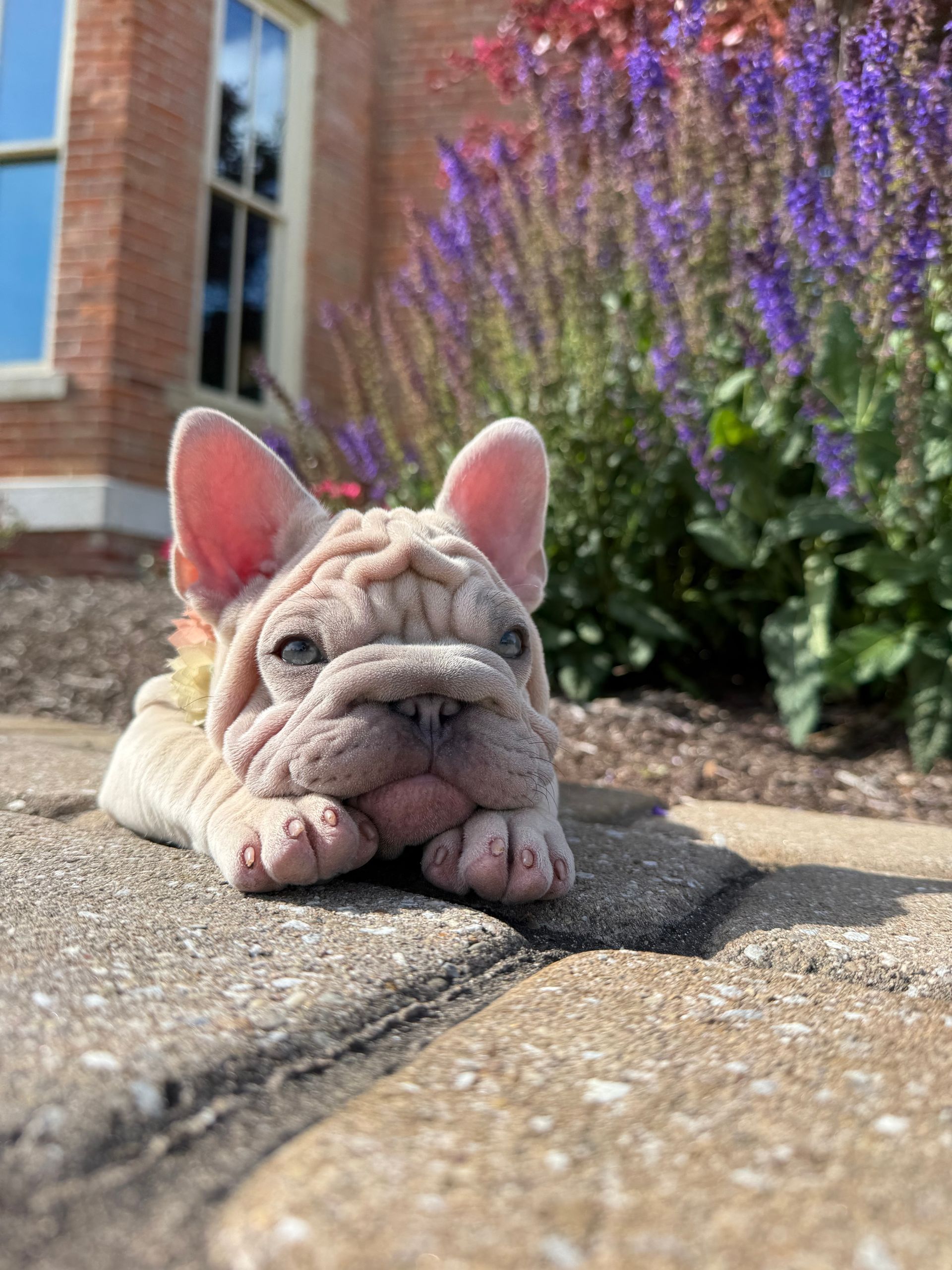 What is a Velvet Big Rope Frenchie? New French Bulldog Puppy Litter For Sale Columbus OH