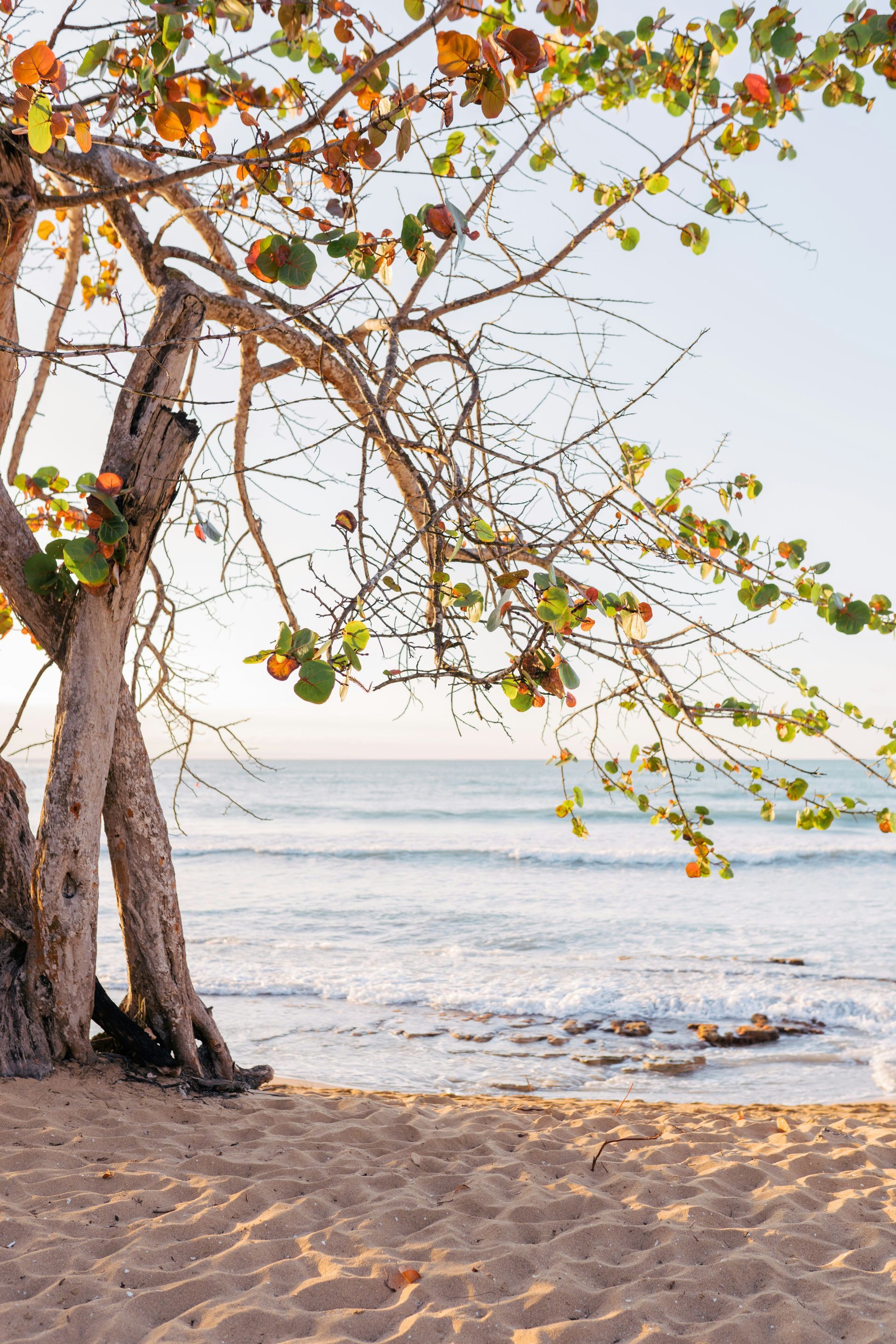 Sandy beach with a leaning tree and calm ocean under a bright sky