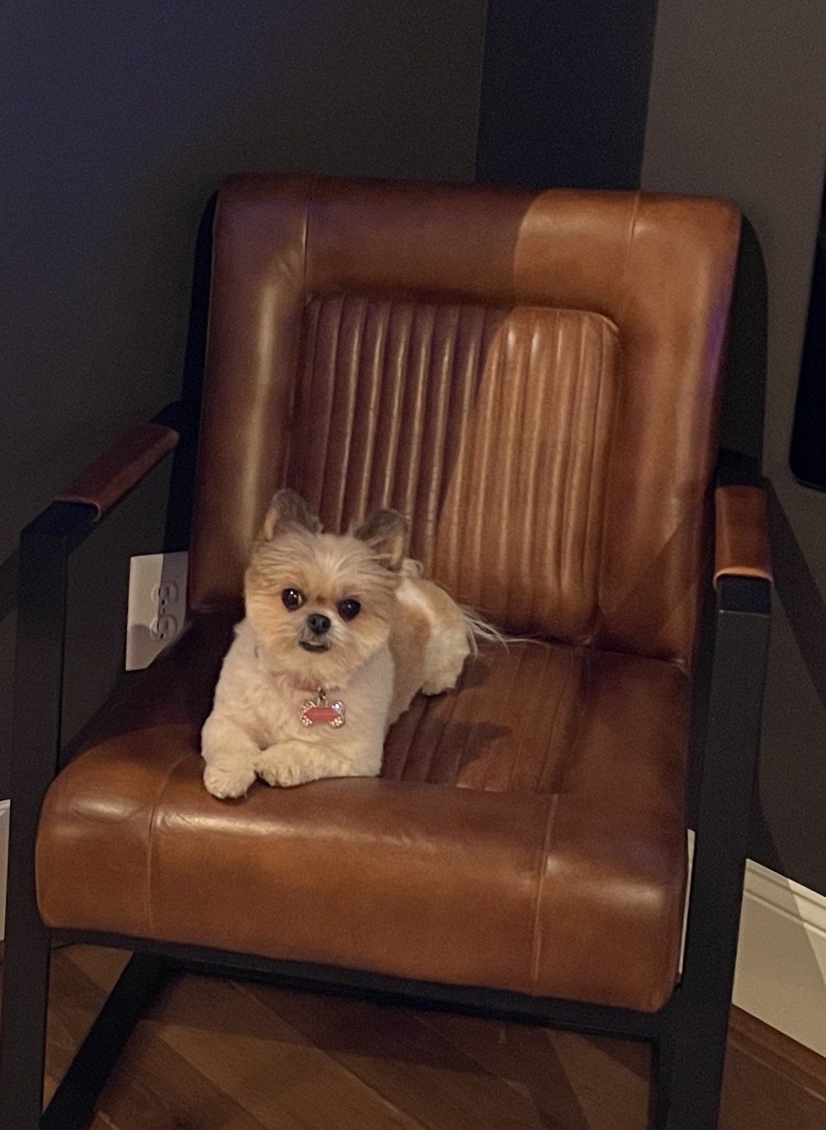 A small, light-colored dog resting on a brown leather chair with a black metal frame in a dimly lit room.