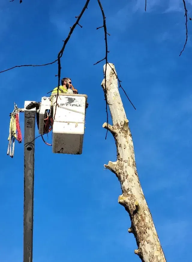 Man On Top Looking At The Tree — North Vernon, IN — Mullins & Family Outdoor