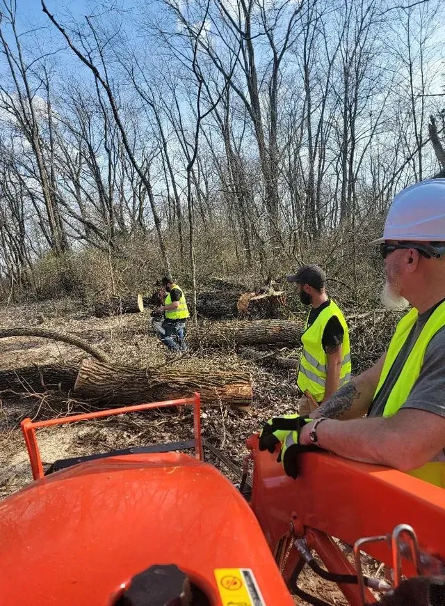 People Cutting Trees On Forest — North Vernon, IN — Mullins & Family Outdoor