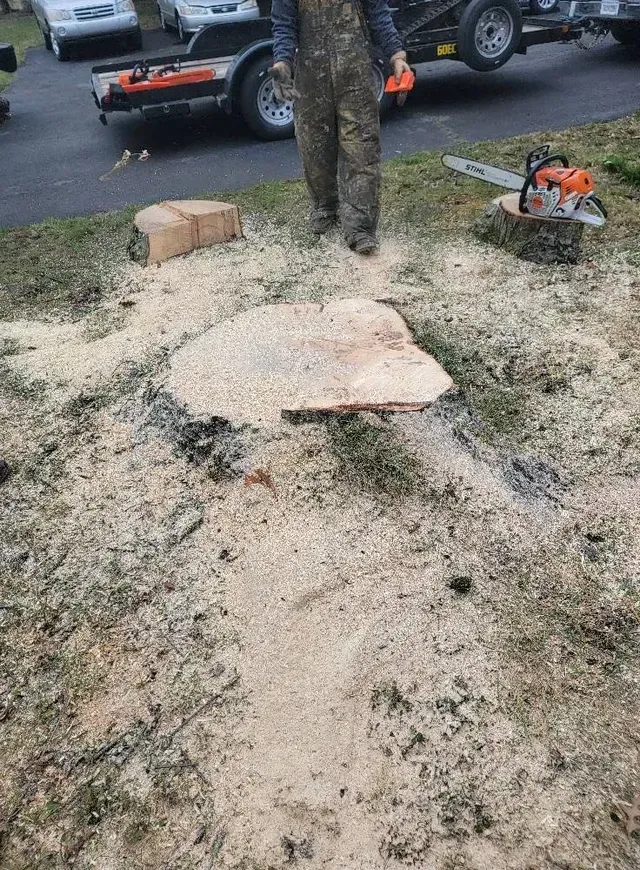 A Tree After Cutting — North Vernon, IN — Mullins & Family Outdoor