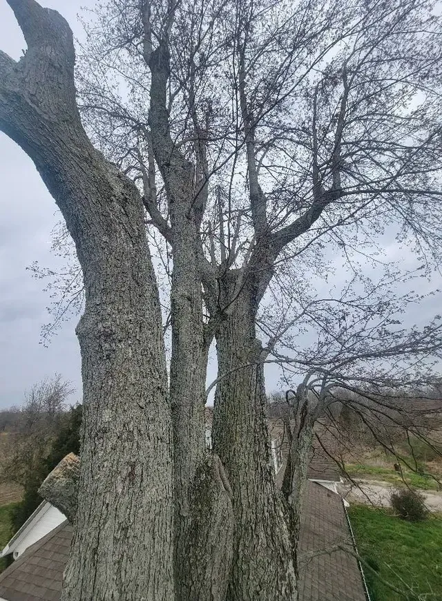 Large Trees — North Vernon, IN — Mullins & Family Outdoor