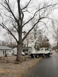 Residential Tall Tree Cutting — North Vernon, IN — Mullins & Family Outdoor
