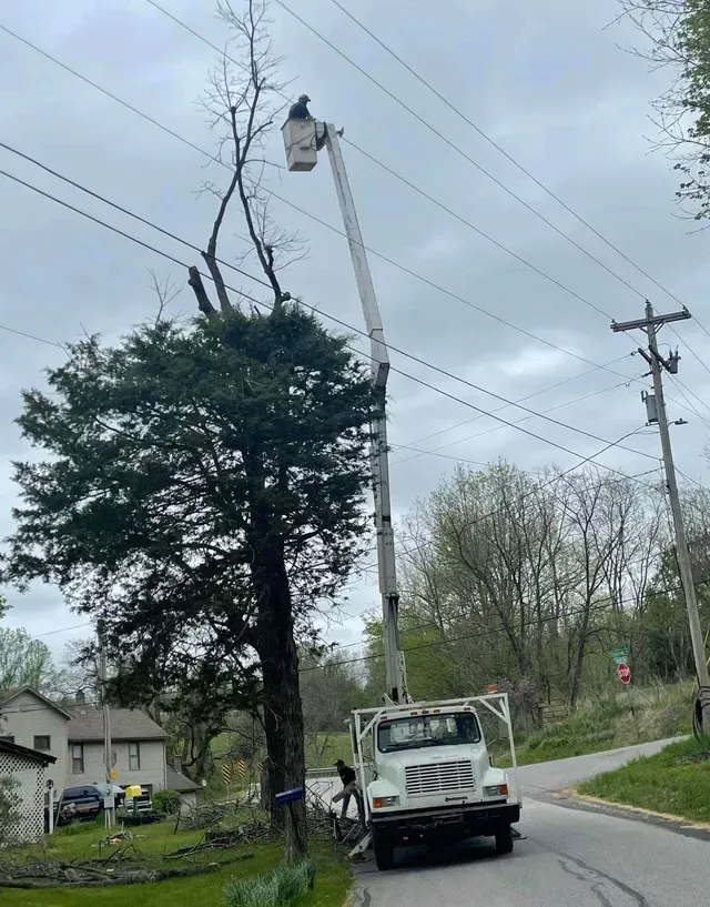 Cutting Excess Tree Branch — North Vernon, IN — Mullins & Family Outdoor