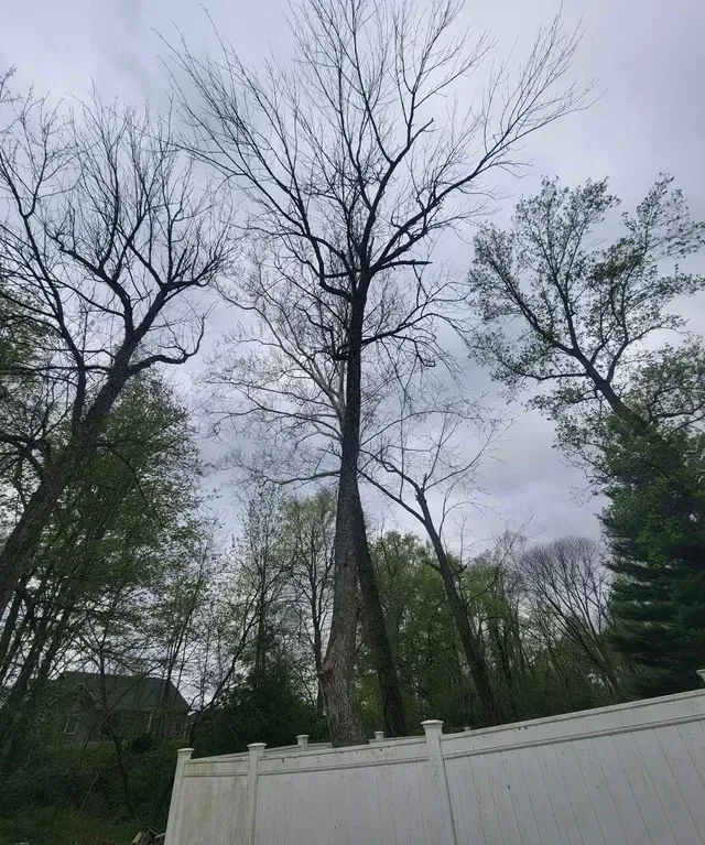 Tall Trees — North Vernon, IN — Mullins & Family Outdoor