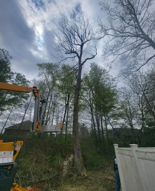 Forest Tree Maintenance — North Vernon, IN — Mullins & Family Outdoor