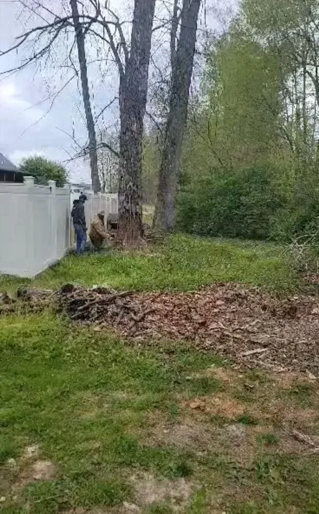 Cutting Tree Using Chainsaw — North Vernon, IN — Mullins & Family Outdoor