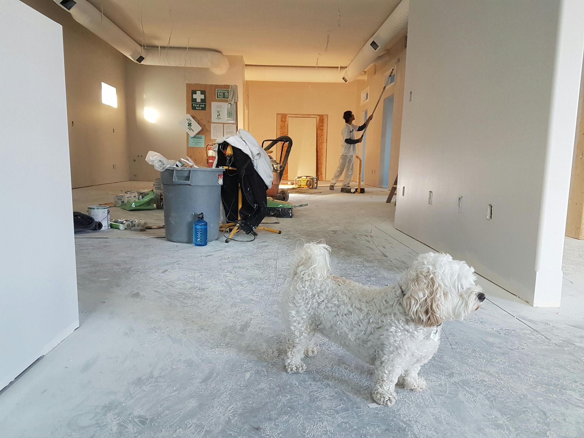 White dog stands in a room during renovation. A person paints a wall, trash scattered on the floor.