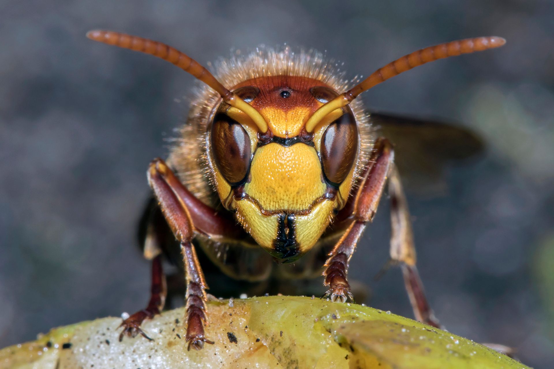 Close-up of a hornet facing forward on a leaf, with yellow and brown markings.