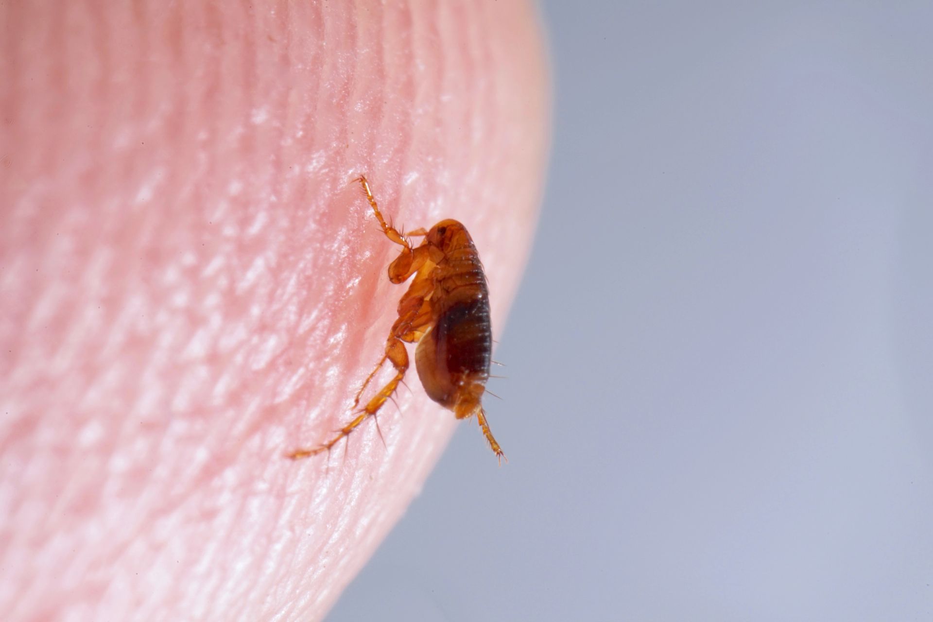 Tiny brown insect perched on a human fingertip, shown in close-up.
