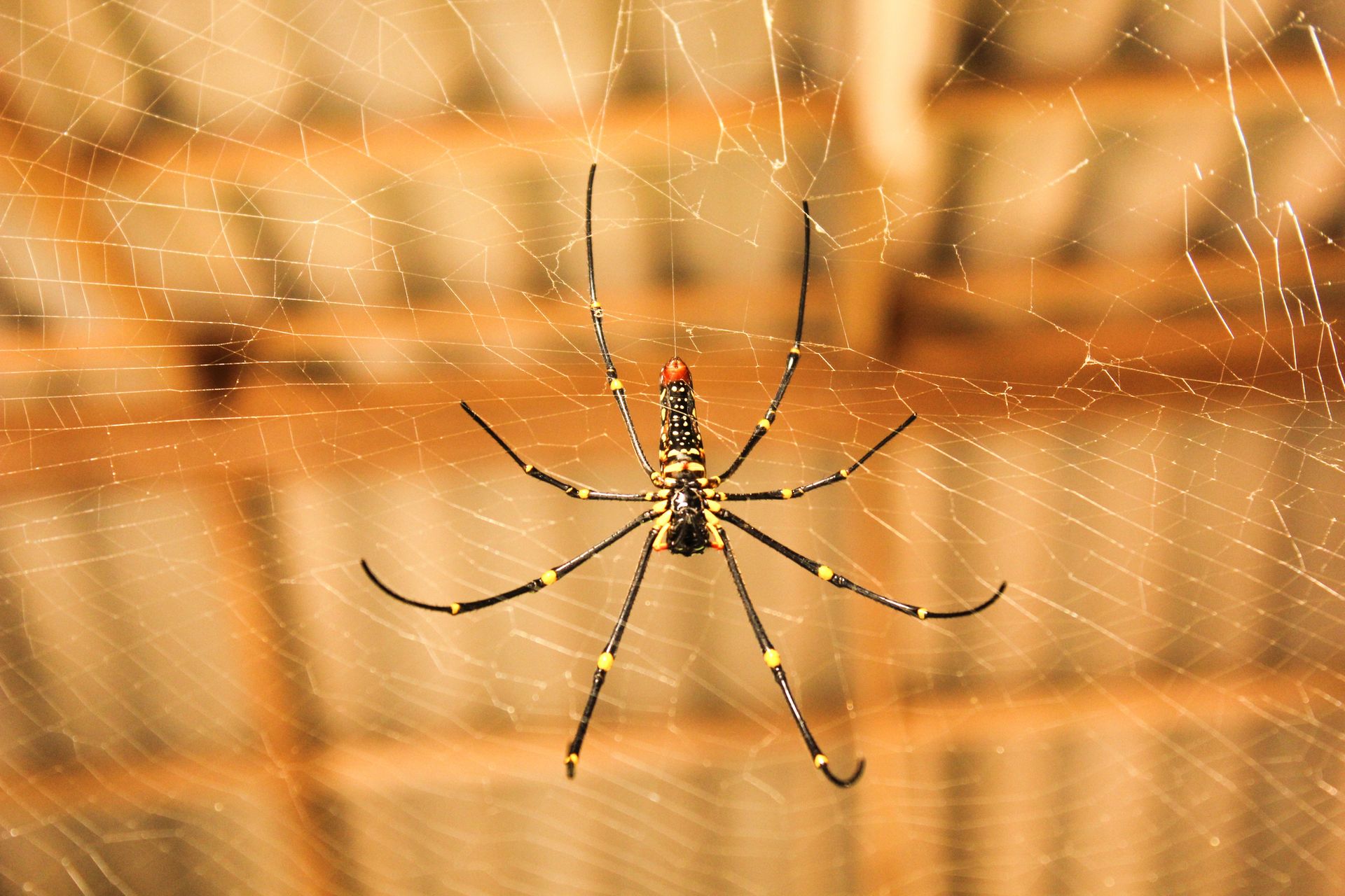 Spider centered on its web against a blurred orange-brown background
