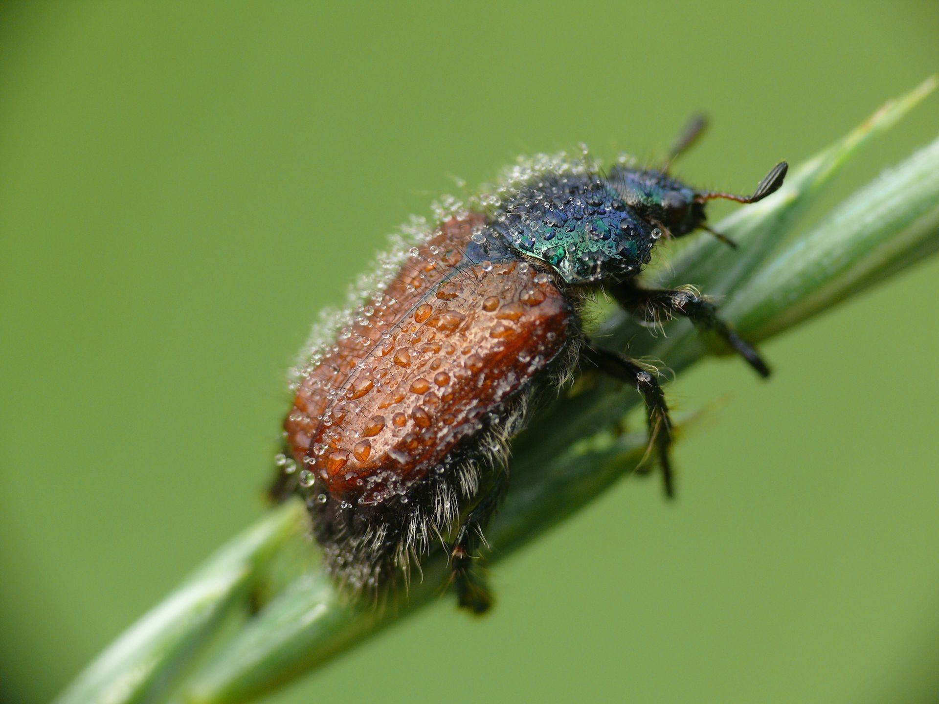 Small iridescent beetle with a reddish back perched on a green blade of grass