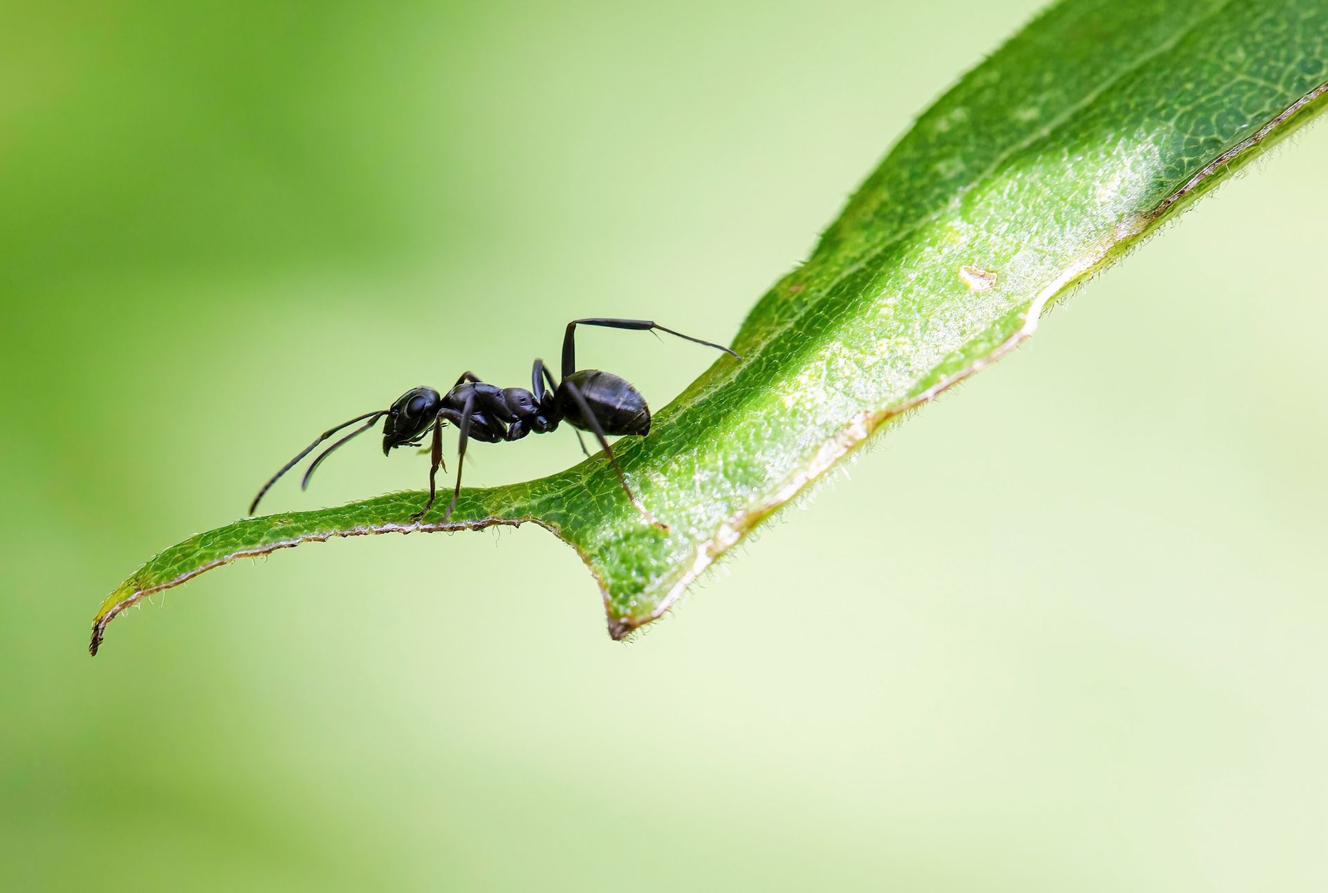 Black ant on a green leaf against a blurred green background