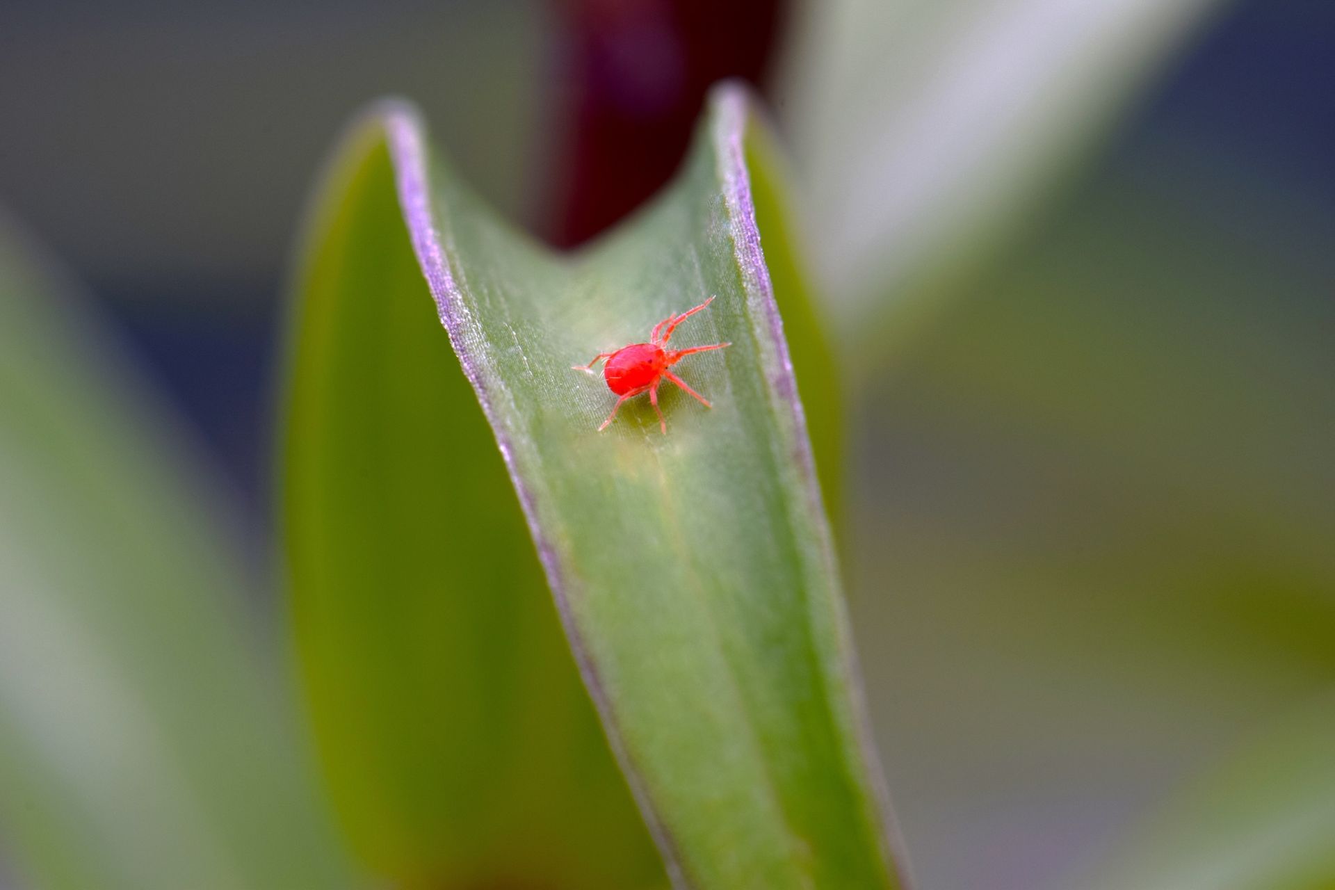 Tiny red spider on a green leaf tip with a blurred natural background